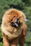 CHOW CHOW 382